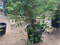 Hydrangea anomala 'petriolaris' - afbeelding 1 van  2