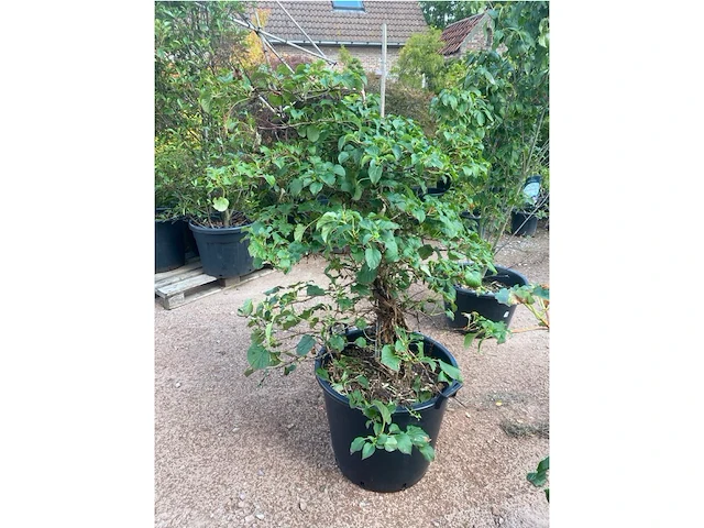 Hydrangea anomala 'petriolaris' - afbeelding 2 van  2
