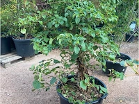 Hydrangea anomala 'petriolaris' - afbeelding 2 van  2