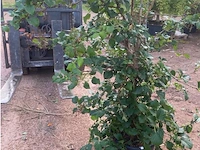 Hydrangea anomala 'petriolaris' - afbeelding 2 van  2
