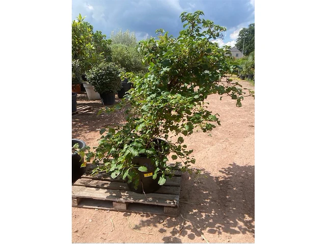 Hydrangea anomala 'petriolaris' - afbeelding 1 van  2
