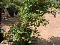 Hydrangea anomala 'petriolaris' - afbeelding 1 van  2