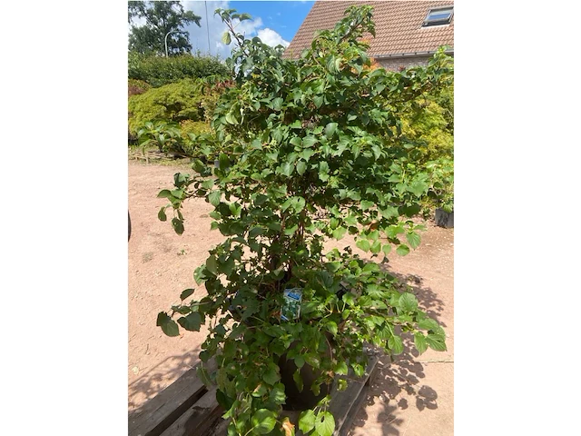 Hydrangea anomala 'petriolaris' - afbeelding 2 van  2