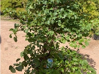 Hydrangea anomala 'petriolaris' - afbeelding 2 van  2
