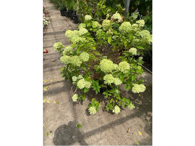 Hydrangea - afbeelding 1 van  2
