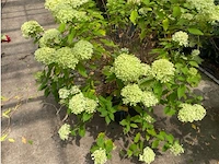 Hydrangea - afbeelding 1 van  2