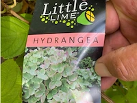 Hydrangea - afbeelding 2 van  2