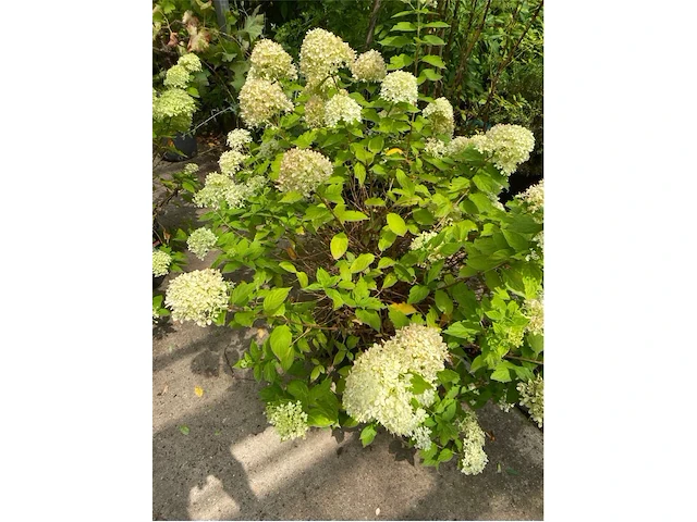 Hydrangea - afbeelding 1 van  2