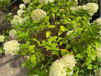 Hydrangea - afbeelding 1 van  2