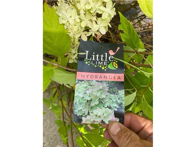 Hydrangea - afbeelding 2 van  2
