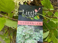 Hydrangea - afbeelding 2 van  2