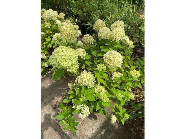 Hydrangea - afbeelding 1 van  3