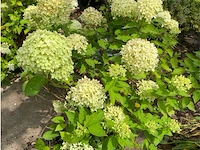 Hydrangea - afbeelding 1 van  3