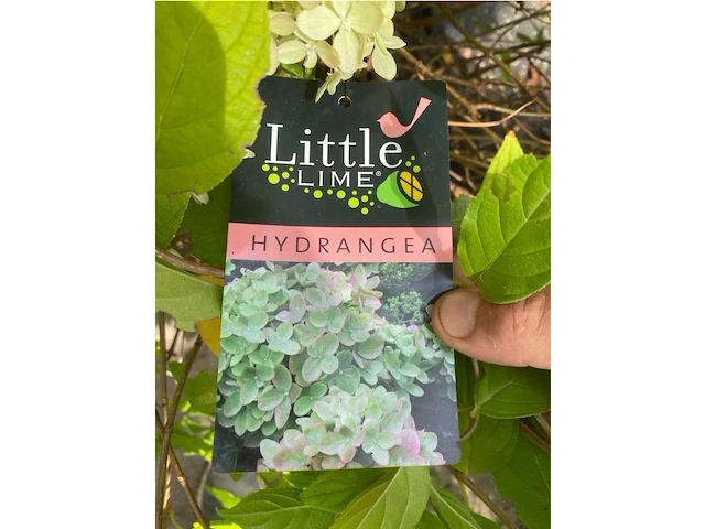 Hydrangea - afbeelding 2 van  3