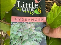 Hydrangea - afbeelding 2 van  3