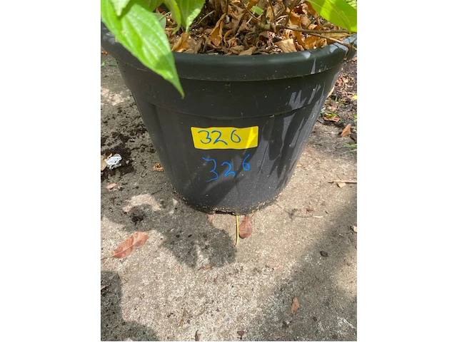 Hydrangea - afbeelding 3 van  3