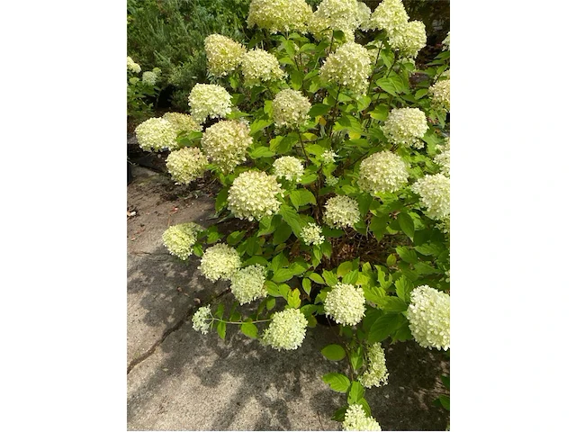 Hydrangea - afbeelding 1 van  2