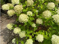 Hydrangea - afbeelding 1 van  2