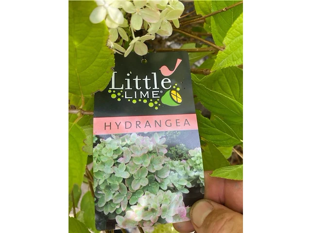 Hydrangea - afbeelding 2 van  2