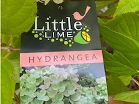 Hydrangea - afbeelding 2 van  2