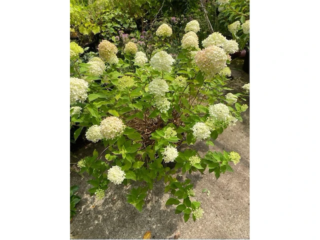 Hydrangea - afbeelding 1 van  2