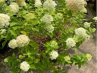 Hydrangea - afbeelding 1 van  2