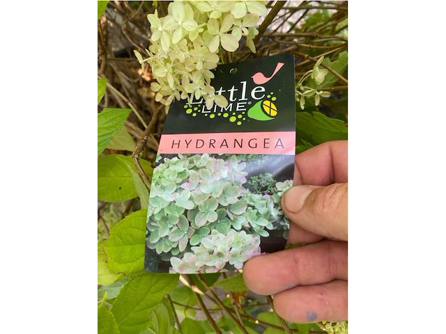 Hydrangea - afbeelding 2 van  2