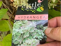 Hydrangea - afbeelding 2 van  2