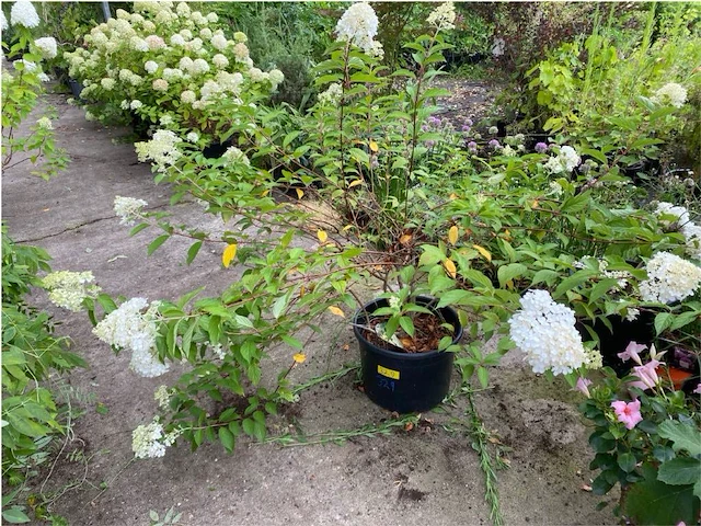 Hydrangea - afbeelding 1 van  2
