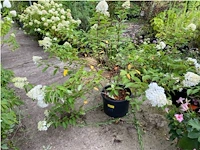 Hydrangea - afbeelding 1 van  2