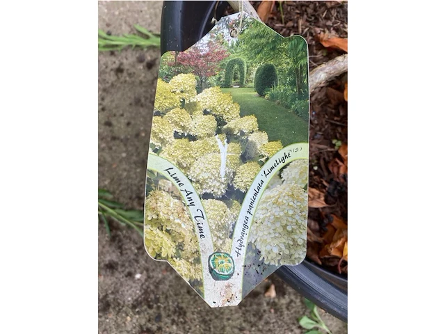 Hydrangea - afbeelding 2 van  2