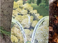 Hydrangea - afbeelding 2 van  2