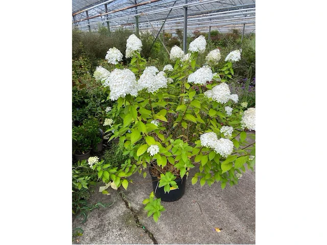 Hydrangea - afbeelding 1 van  2