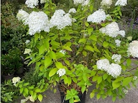 Hydrangea - afbeelding 1 van  2