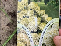 Hydrangea - afbeelding 2 van  2