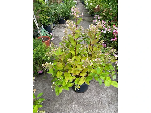 Hydrangea - afbeelding 1 van  1