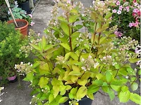 Hydrangea - afbeelding 1 van  1