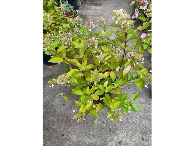 Hydrangea - afbeelding 1 van  1