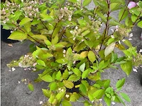 Hydrangea - afbeelding 1 van  1