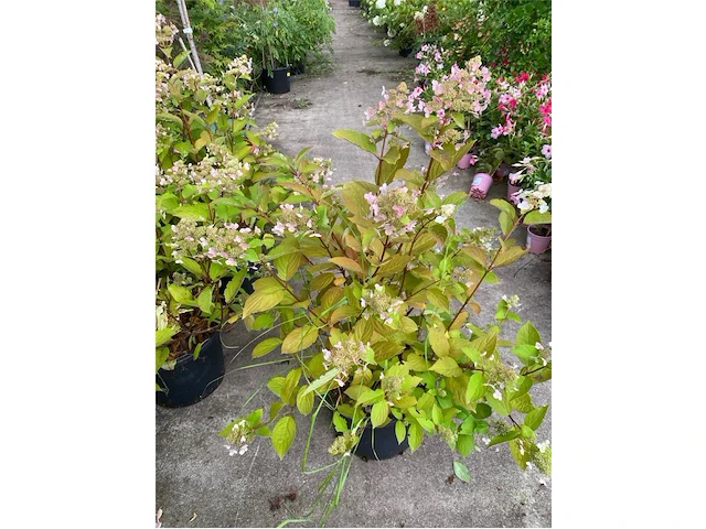 Hydrangea - afbeelding 1 van  1