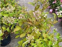 Hydrangea - afbeelding 1 van  1