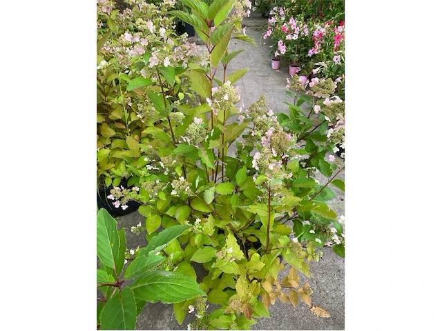 Hydrangea - afbeelding 1 van  1