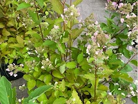Hydrangea - afbeelding 1 van  1