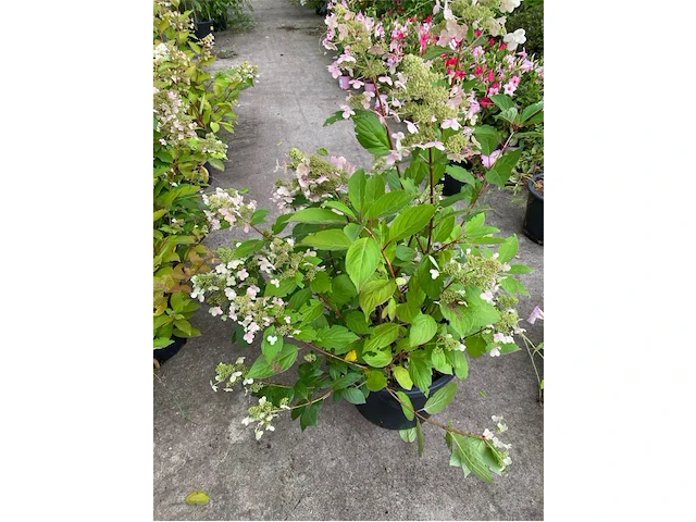 Hydrangea - afbeelding 1 van  1