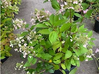 Hydrangea - afbeelding 1 van  1