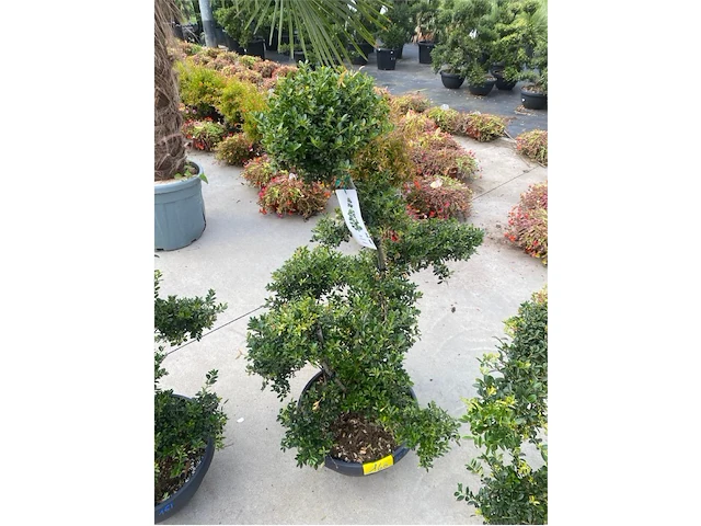 Ilex crenata bonsai schaal - afbeelding 1 van  1