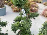 Ilex crenata bonsai schaal - afbeelding 1 van  1