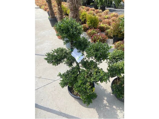 Ilex crenata bonsai schaal - afbeelding 1 van  1