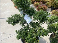Ilex crenata bonsai schaal - afbeelding 1 van  1