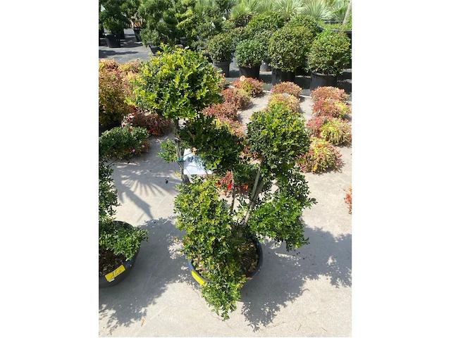 Ilex crenata bonsai schaal - afbeelding 1 van  2